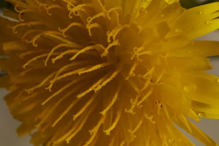Framed Print : Dandelion. Yellow flowers, growing wild. pretty tiny flowers