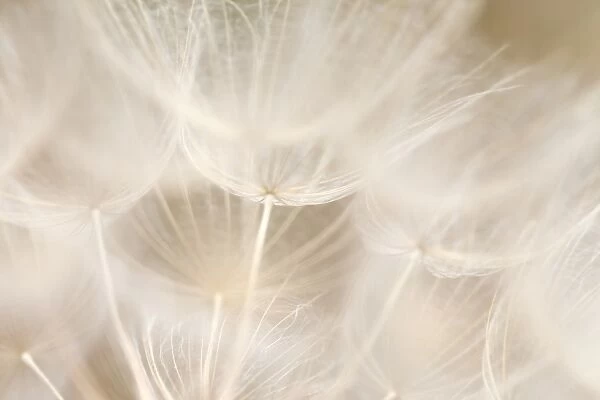 Dandelion abstract background shallow focus