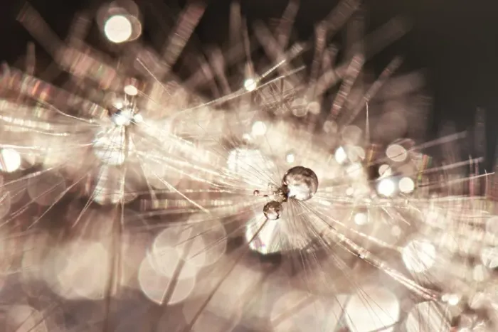 Framed Print : Dandelion with waterdrops
