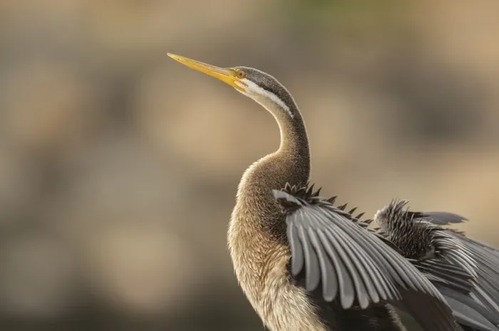 Framed Print : Darter. Female Australasian Darter (Anhinga novaehollandiae) resting on the rocks