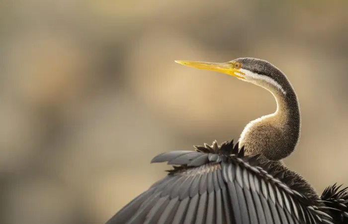 Framed Print : Darter. Female Australasian Darter (Anhinga novaehollandiae) resting on the rocks Framed Print : Darter. Female Australasian Darter (Anhinga novaehollandiae) resting on the rocks