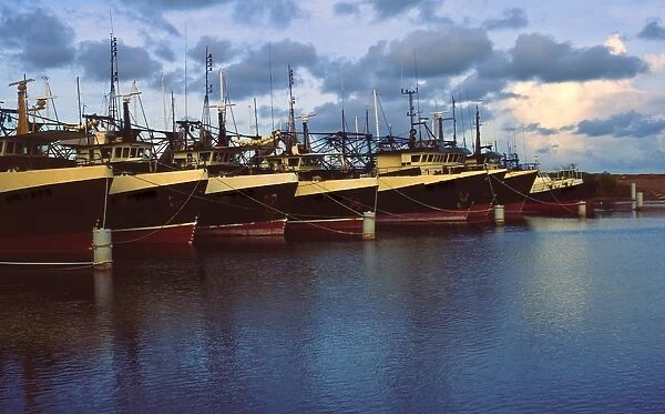Darwin fishing fleet