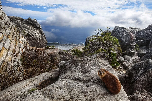 The Dassie Rat (Rock Hyrax) @ the Top of Table Mountain, Cape Town, Western Cape, South Africa