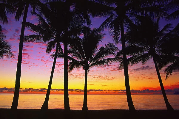 Dawn at beach with palm trees