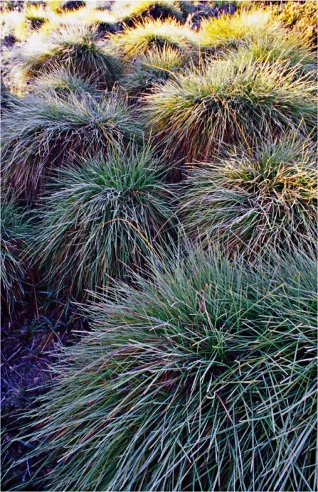 Framed Print : Dawn light on Button Grass, Cradle mountain, central Tasmania Framed Print : Dawn light on Button Grass, Cradle mountain, central Tasmania