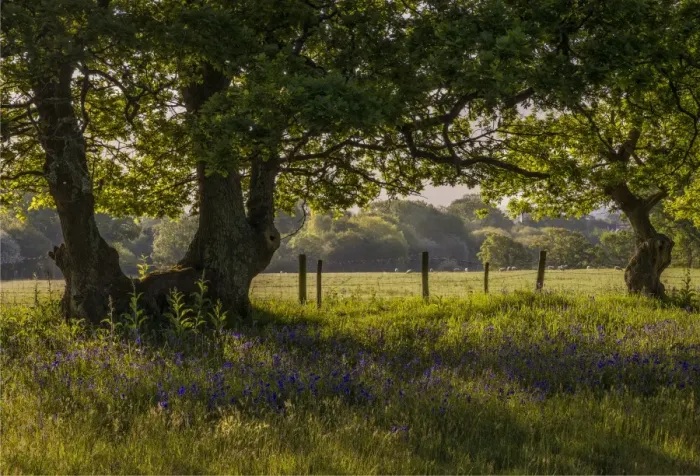Framed Print : Dawn Light Stokeford Framed Print : Dawn Light Stokeford