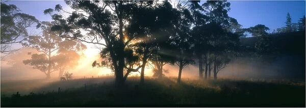 Dawn panorama, Paradise, near Sheffield, central Tasmania