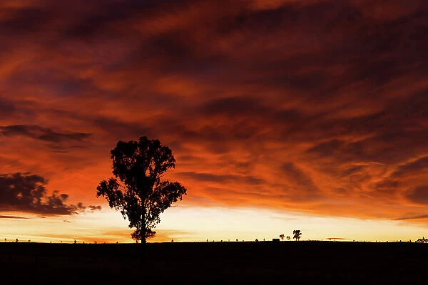 dawn sunrise in the outback