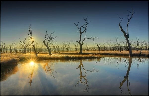 A dawn sunstar in the Winton wetlands near Benalla, central Victoria