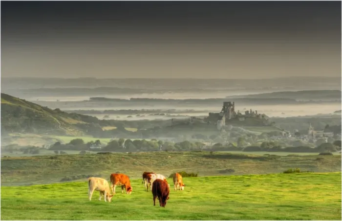 Framed Print : A dawn view of Corfe Castle, Isle of Purbeck, Dorset, England, United kingdom Framed Print : A dawn view of Corfe Castle, Isle of Purbeck, Dorset, England, United kingdom