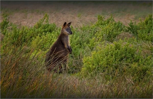 Dawn in the Wilsons Promotory national park with a curious Grey Kangaroo keeping watch, southern Victoria