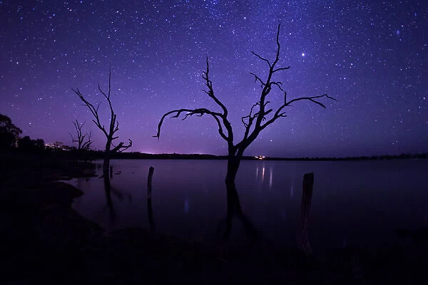 Dead gum tree in the River Murray. Australia