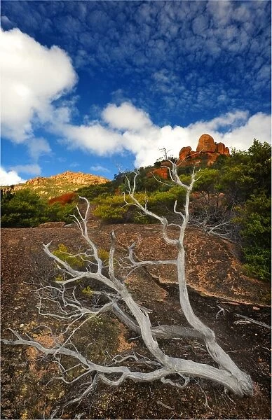 Dead tree lying on a pink granite outcrop, Coles bay, in the island state, Tasmania, Australia