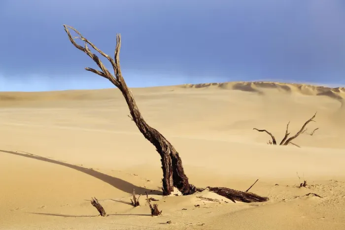 Framed Print : Dead tree in sand dunes. Coffin Bay. Australia
