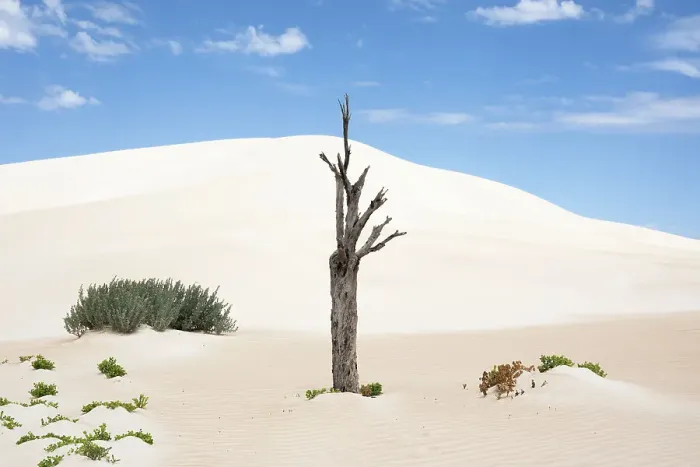 Framed Print : Dead tree in sand dunes. Coffin Bay National Park. Eyre Peninsula. South Australia