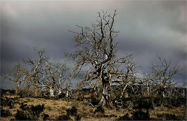 Dead Trees in the highland region of the Tasmanian central plateau