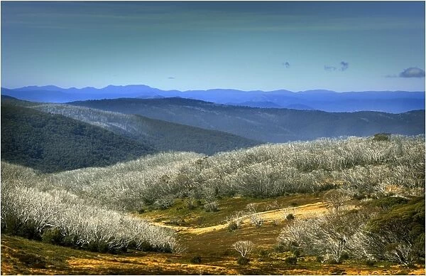Dead trees like matchsticks are the after effects of Mountain bush fires, Bogong High Country, Central victoria