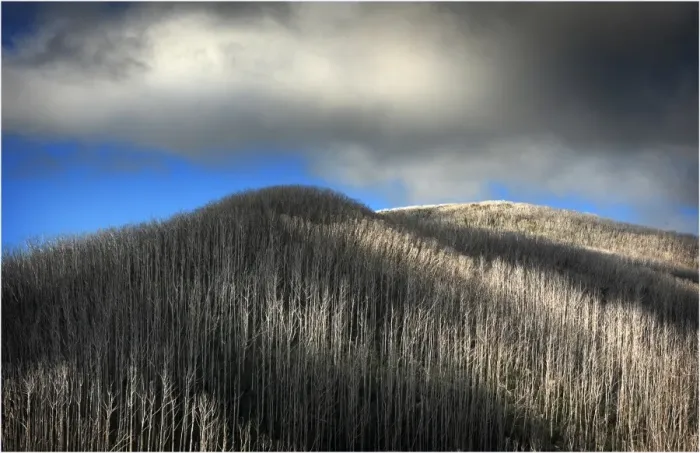 Framed Print : Dead trees like matchsticks are the after effects of Mountain bush fires, Bogong High Country, Central victoria Framed Print : Dead trees like matchsticks are the after effects of Mountain bush fires, Bogong High Country, Central victoria