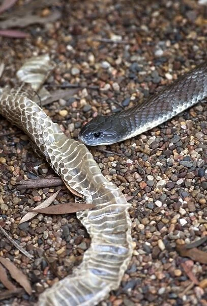 Deadly Australian tiger snake & shed skin
