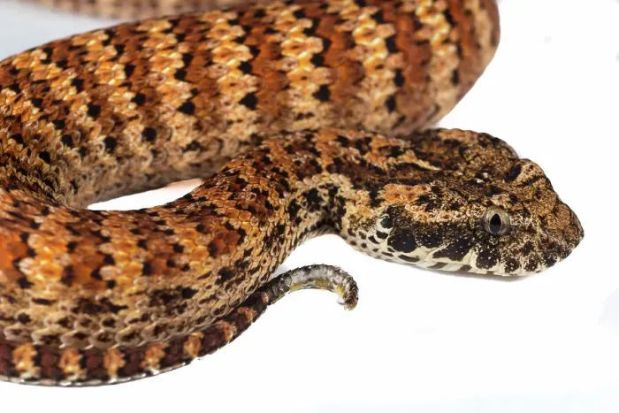 Framed Print : Death Adder Framed Print : Death Adder