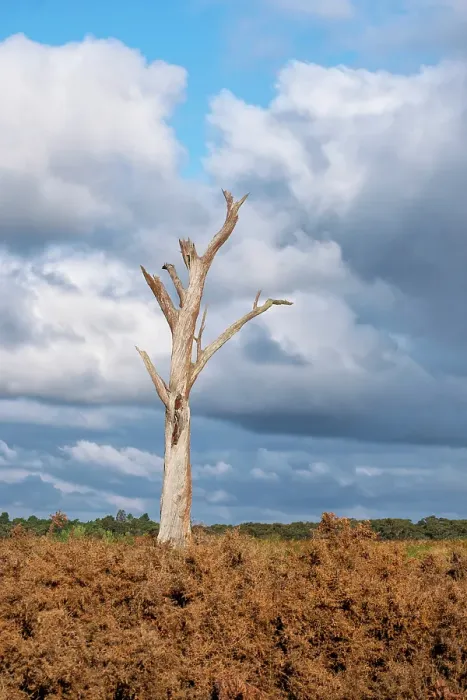 Framed Print : Decaying Old dead gum tree in a field with storm clouds in the background Framed Print : Decaying Old dead gum tree in a field with storm clouds in the background