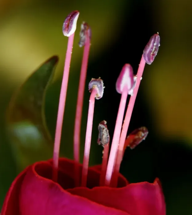 Framed Print : Deep pink flower