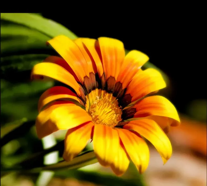 Framed Print : Deep yellow flower face