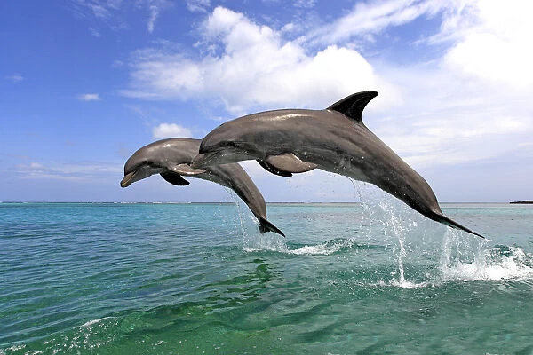 Delfin (Grosser Tuemmler)