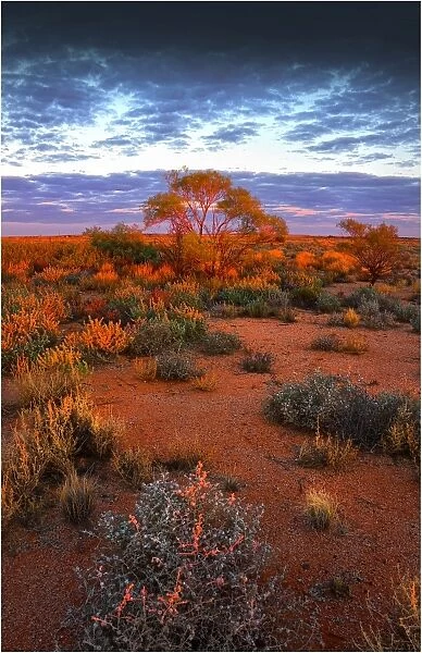 A desert dawn, with vibrant reddish colours, at William Creek, remote outback South Australia