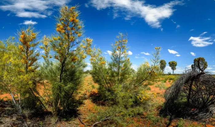 Framed Print : Desert Grevillea