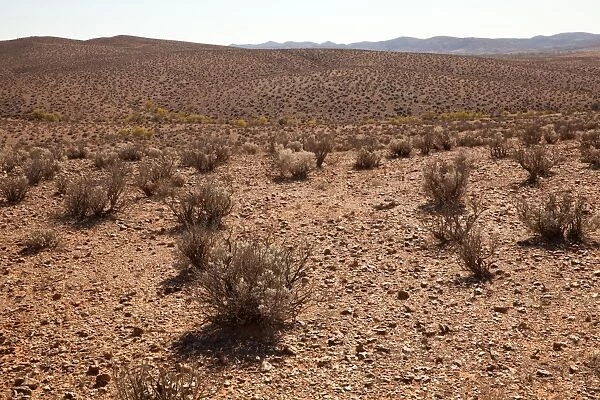 Desert Saltbush