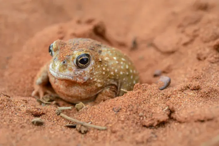 Framed Print : Desert Spadefoot Frog (Notaden nichollsi), Northern Territory, Australia Framed Print : Desert Spadefoot Frog (Notaden nichollsi), Northern Territory, Australia
