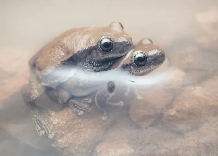 Framed Print : Desert tree frogs (Litoria rubella) in amplexus partially submerged in muddy water Framed Print : Desert tree frogs (Litoria rubella) in amplexus partially submerged in muddy water