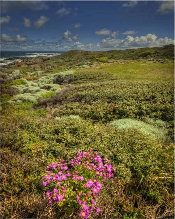 Framed Print : Devils Gap, a treacherous rocky coastline and reef near the Entrance to Currie Harbour on King Island Tasmania Framed Print : Devils Gap, a treacherous rocky coastline and reef near the Entrance to Currie Harbour on King Island Tasmania