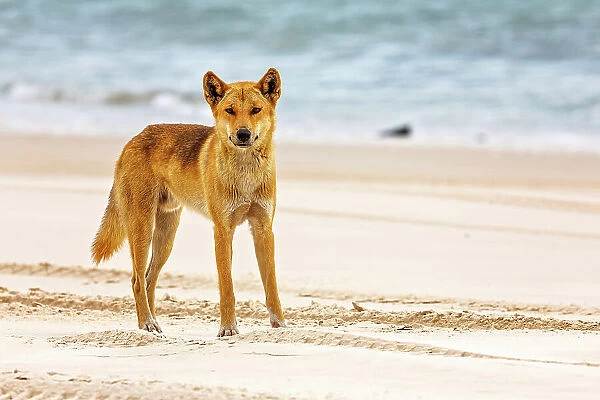 Dingo - Fraser Island