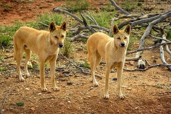 Dingos in Central Australia