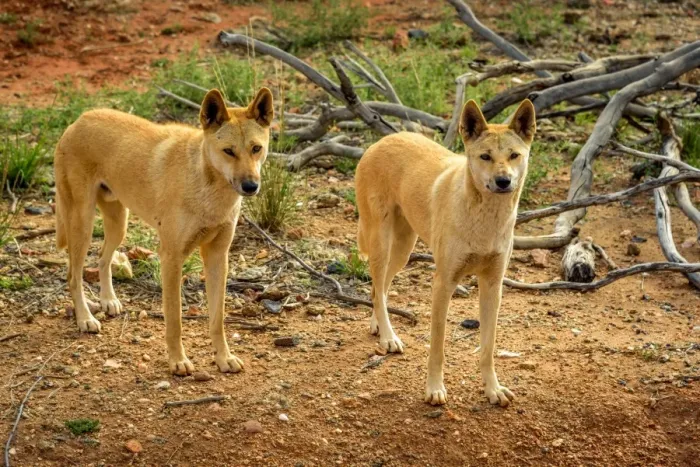 Framed Print : Dingos in Central Australia Framed Print : Dingos in Central Australia
