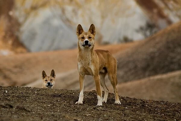 Dingos in the Painted Desert SA