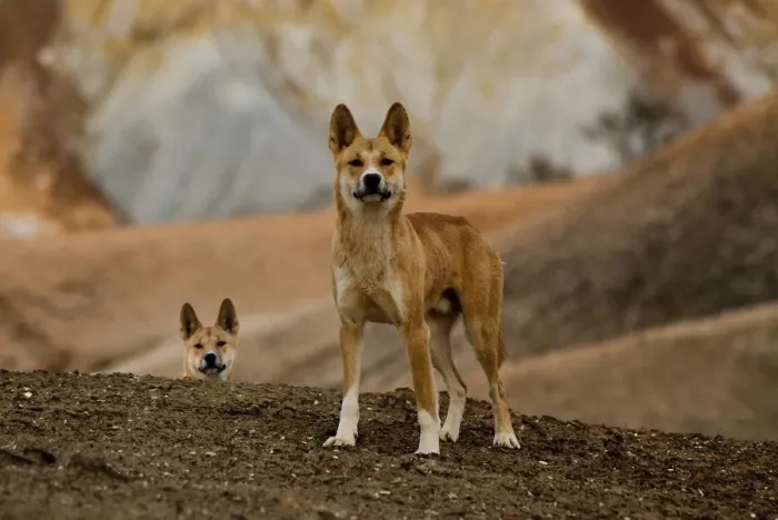 Framed Print : Dingos in the Painted Desert SA
