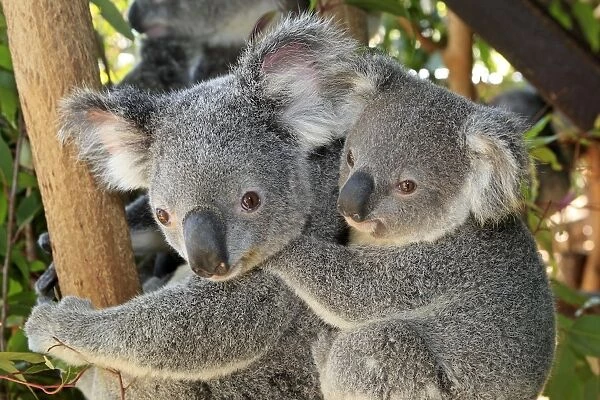 KOALA. Koala Phascolarctos cinereus Queensland