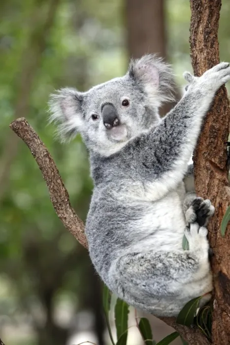 Framed Print : KOALA. Koala Phascolarctos cinereus Queensland