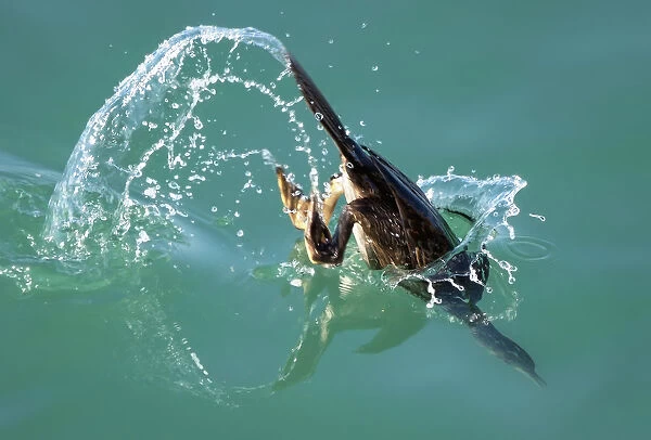 The dive. A cormorant dives to catch its next meal in the mild summer seas around Jersey