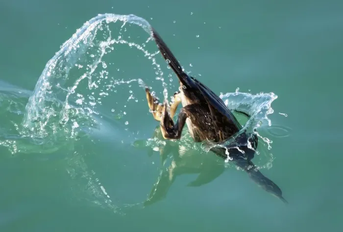 Framed Print : The dive. A cormorant dives to catch its next meal in the mild summer seas around Jersey Framed Print : The dive. A cormorant dives to catch its next meal in the mild summer seas around Jersey