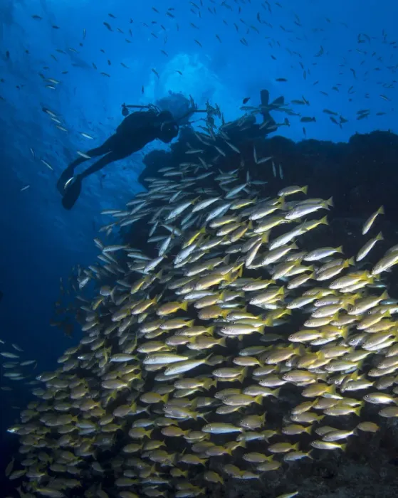 Framed Print : Diver on the Great Barrier Reef Framed Print : Diver on the Great Barrier Reef