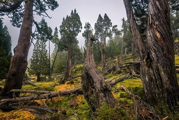 Dixon Kingdoms Pencil Pine forest in Walls of Jerusalem National Park, Tasmania