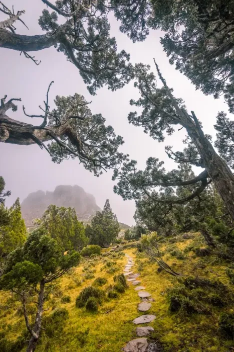 Framed Print : Dixon Kingdoms Pencil Pine forest in Walls of Jerusalem National Park, Tasmania
