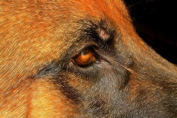 Dog eye. A close up of a german shepherd dogs eye