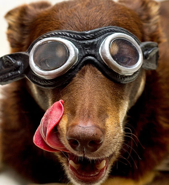 Dog in Goggles licking lips