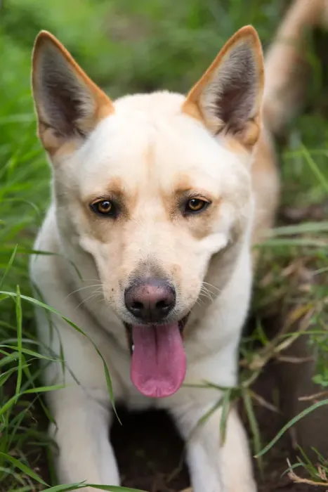 Framed Print : Dog looks into the camera smiling