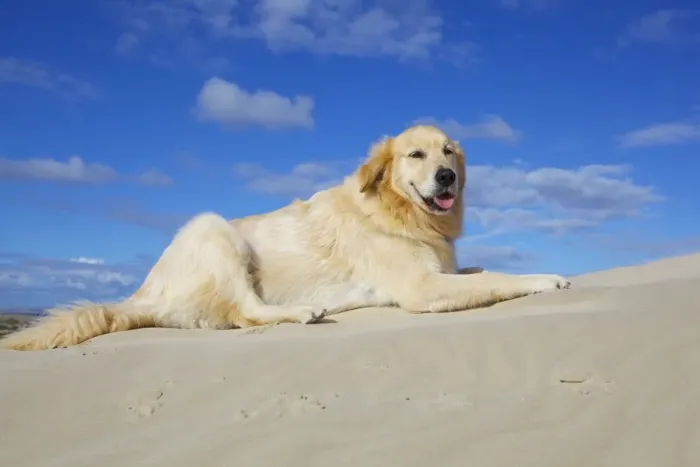 Framed Print : Dog sitting in sand